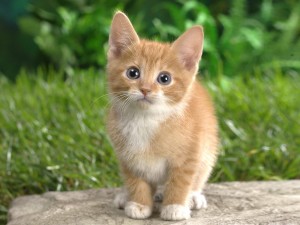 453768-cats-cute